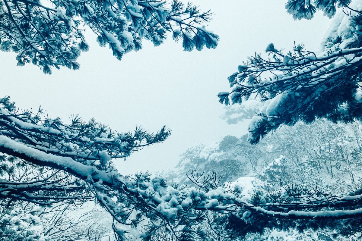 雪景 大自然 自然 风光 黄山雪景 摄影 银妆素裹 千里冰封 万里雪飘 旅游 树枝上的雪 森林雪景