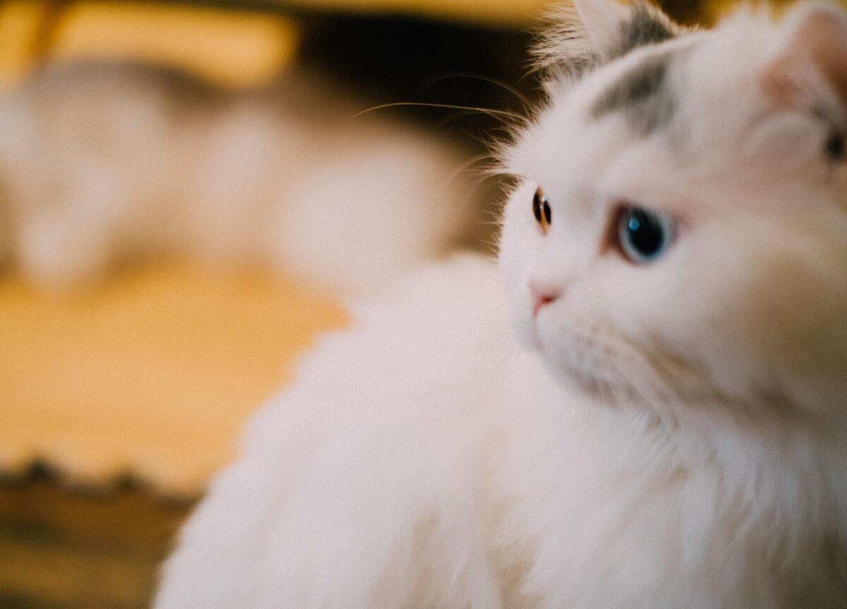 猫 猫科动物 动物 猫亚科 豹亚科 猫咪 家猫 野猫 喵星人 可爱的猫猫 英短 虎斑