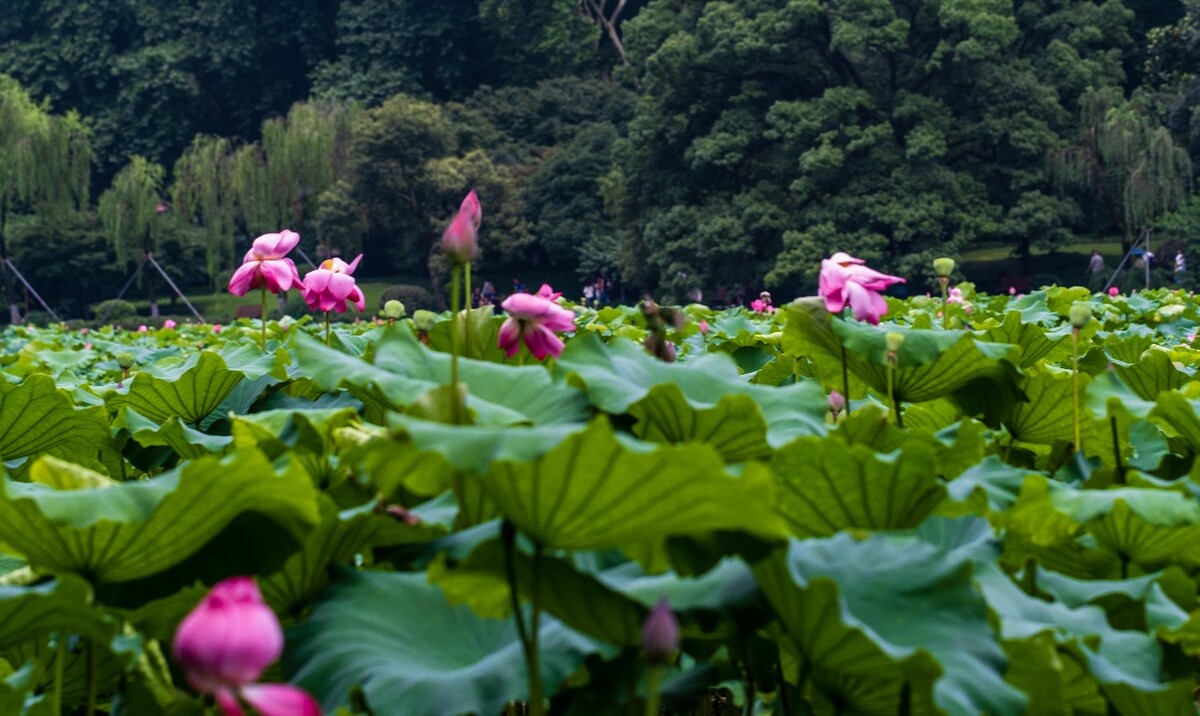 荷叶 荷塘 荷 植物 叶子 莲花 水芙蓉 莲花 水芙蓉 藕花 芙蕖 水芝 水华 泽芝 中国莲 摄影 特写 自然 风光