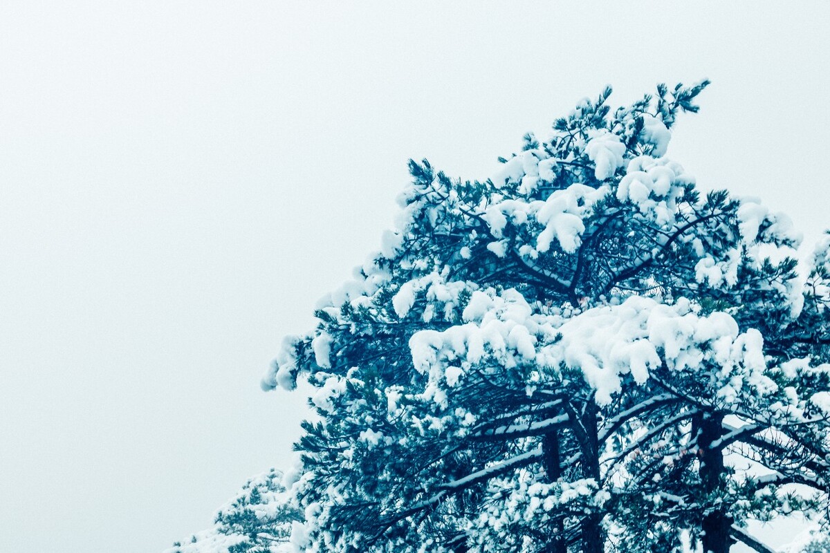 雪景 大自然 自然 风光 黄山雪景 摄影 银妆素裹 千里冰封 万里雪飘 旅游 树枝上的雪 森林雪景