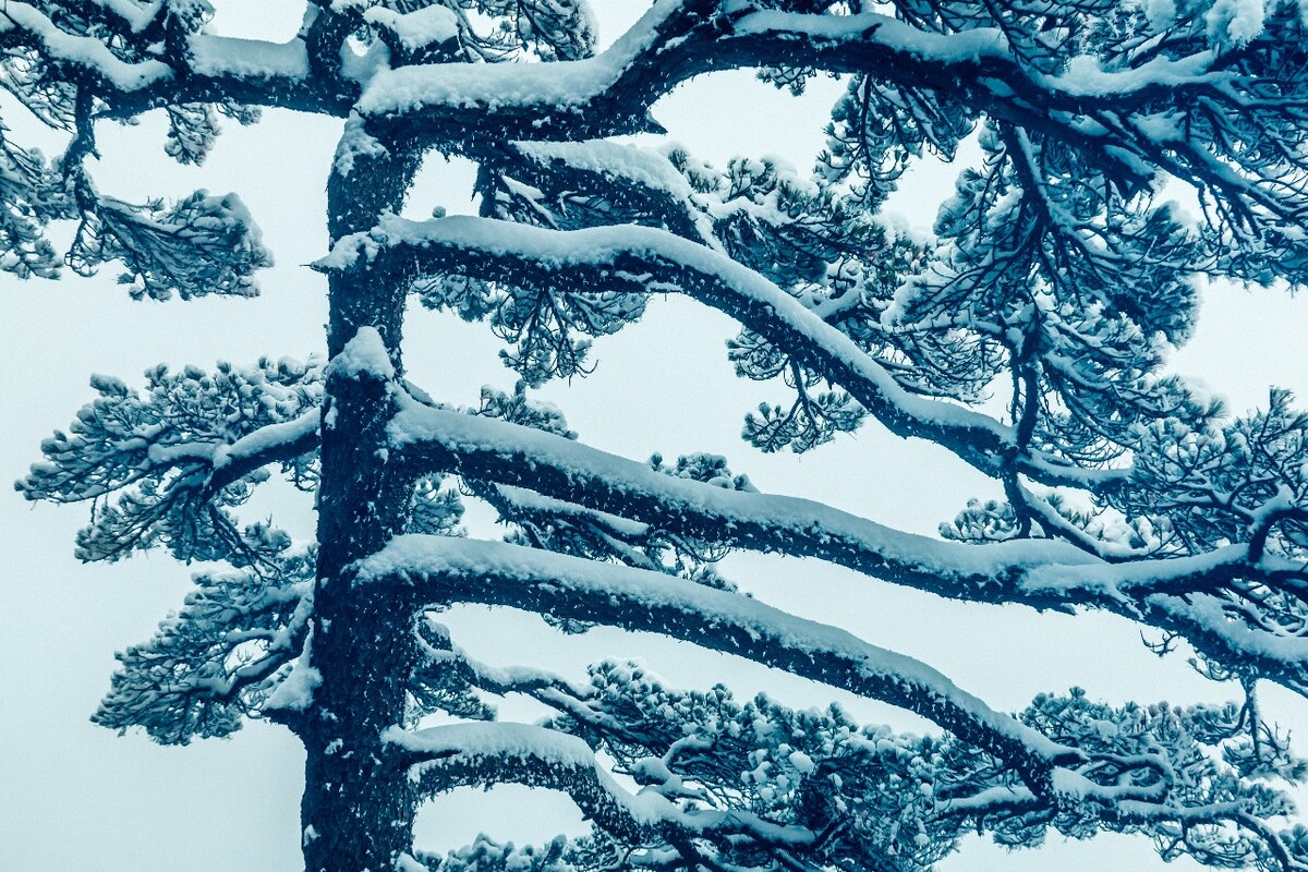 雪景 大自然 自然 风光 黄山雪景 摄影 银妆素裹 千里冰封 万里雪飘 旅游 树枝上的雪 森林雪景