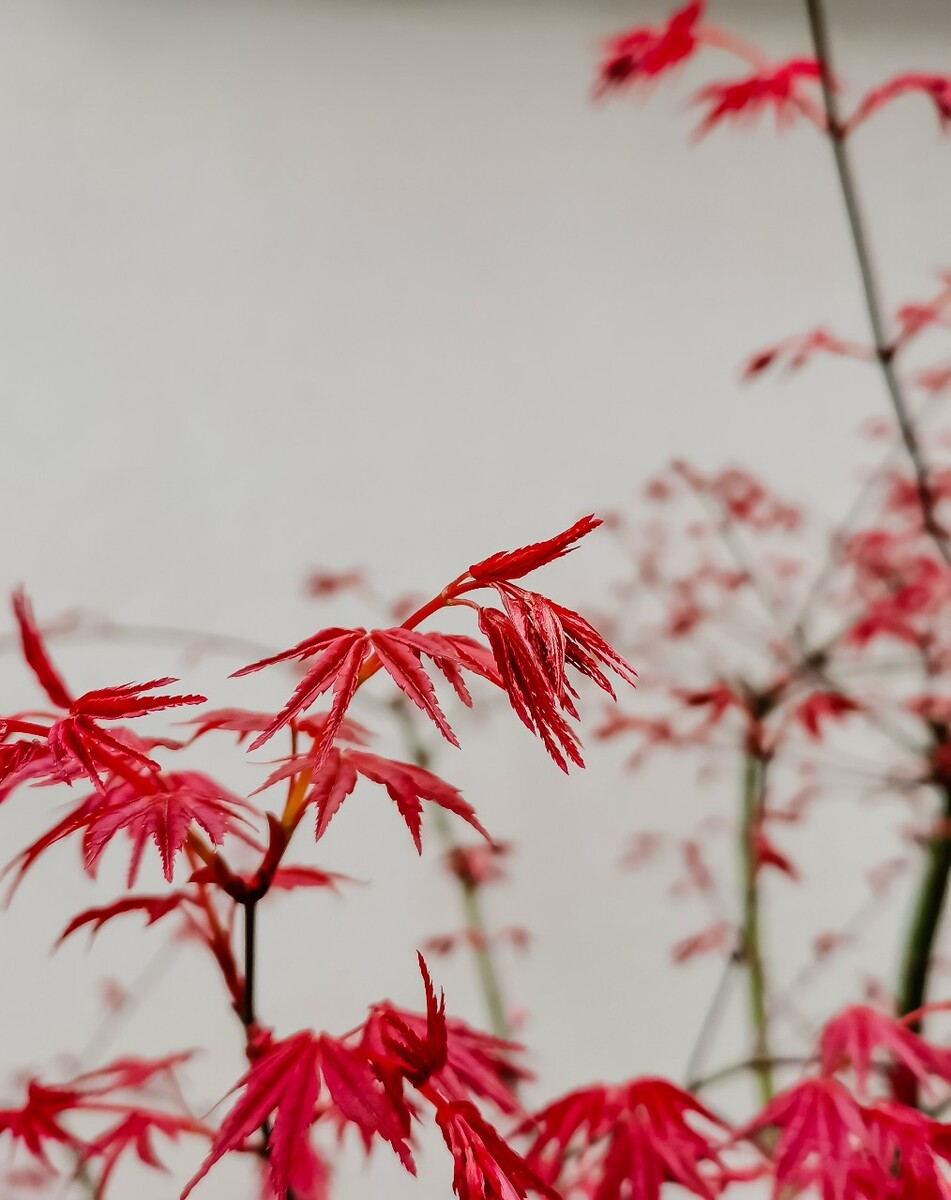 红叶 枫叶 叶子 树叶 摄影 植物 红色的树叶 风光 静物