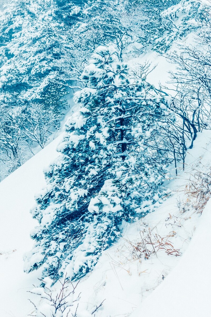 雪景 大自然 自然 风光 黄山雪景 摄影 银妆素裹 千里冰封 万里雪飘 旅游 树枝上的雪 森林雪景