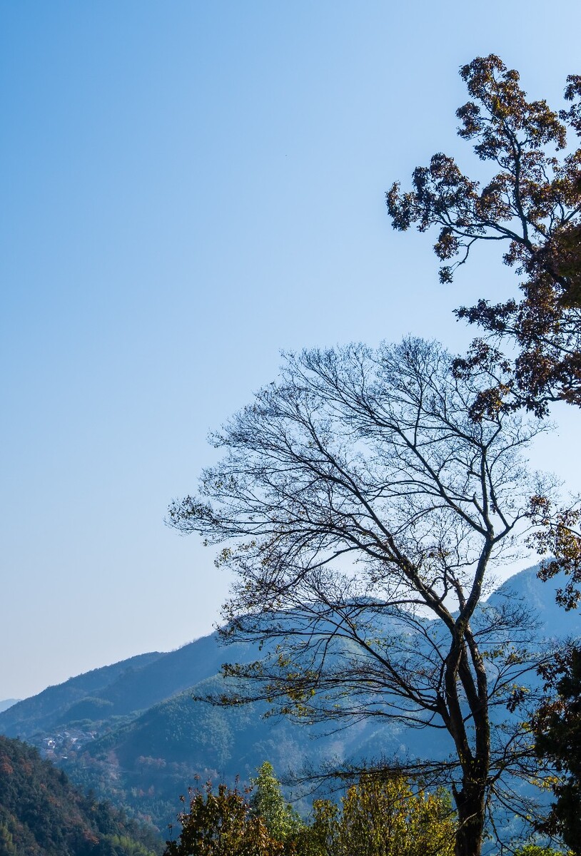 树枝 树木 天空 自然 蓝天 摄影 特写 风光 风景 树枝