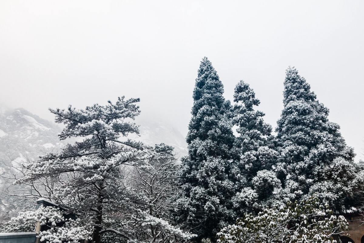 雪景 自然 风景 自然风光 大自然 黄山雪景 黄山风光 树枝上的雪 积雪 千里冰封 万里雪飘 银妆素裹