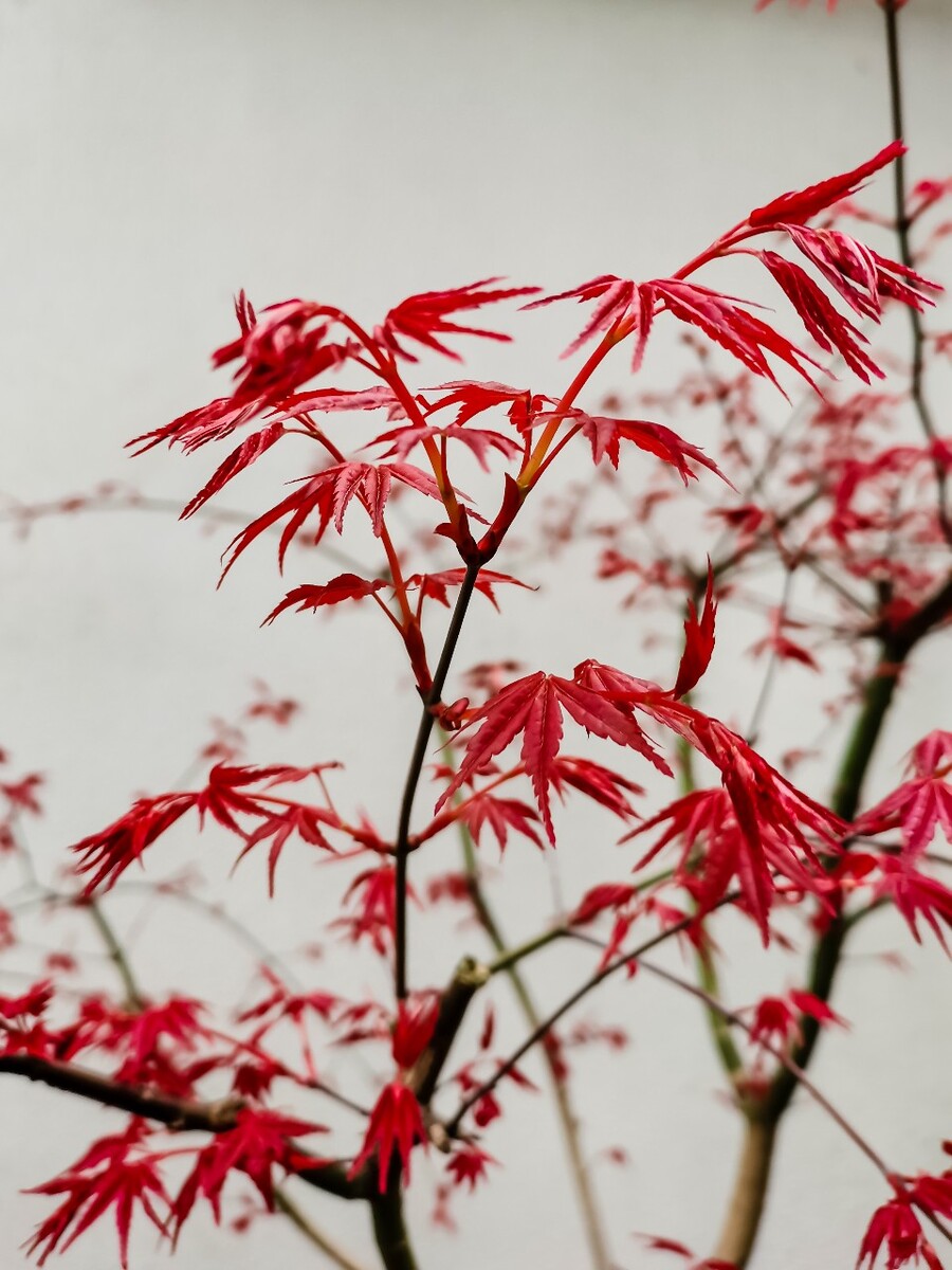 红叶 枫叶 叶子 树叶 摄影 植物 红色的树叶 风光 静物
