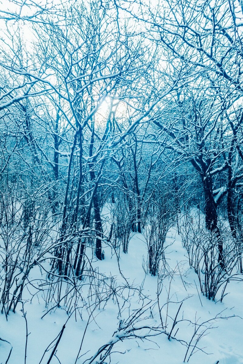 雪景 大自然 自然 风光 黄山雪景 摄影 银妆素裹 千里冰封 万里雪飘 旅游 树枝上的雪 森林雪景