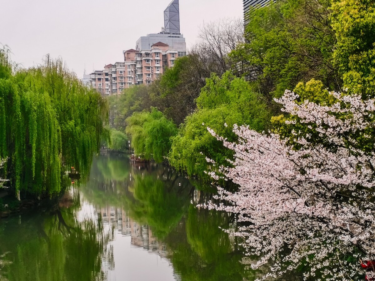 樱花 风景 风光 自然 建筑 城市 摄影 街拍 手机 花 树 河 湖水