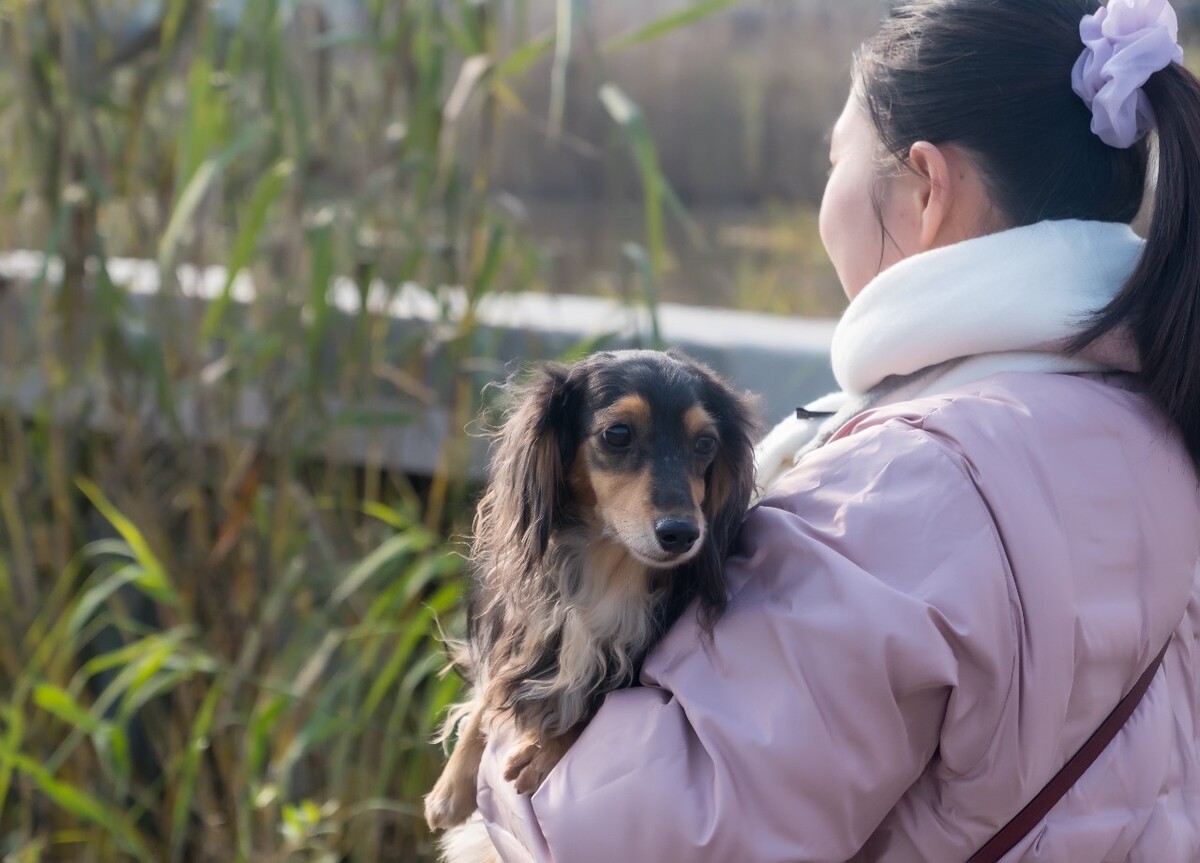 腊肠犬 金毛 狗狗 宠物 旺星人 摄影 特写 图片 宠物摄影 猎犬