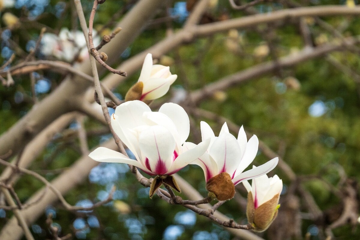白玉兰 木兰 玉兰花 迎春花 望春 应春花 玉堂春 辛夷花 玉兰