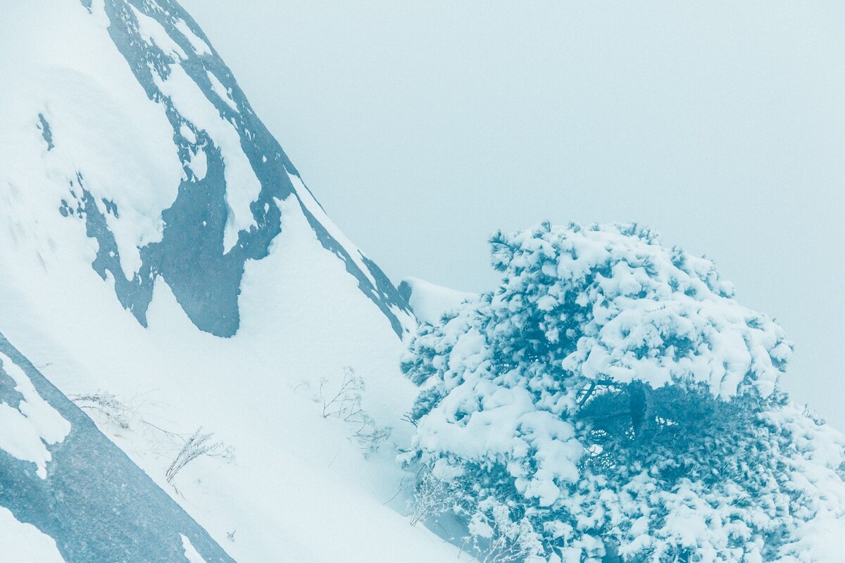 植物 雪景 大自然 自然 雪中的植物 白雪 黄山雪景 索道 黄山 森林雪景