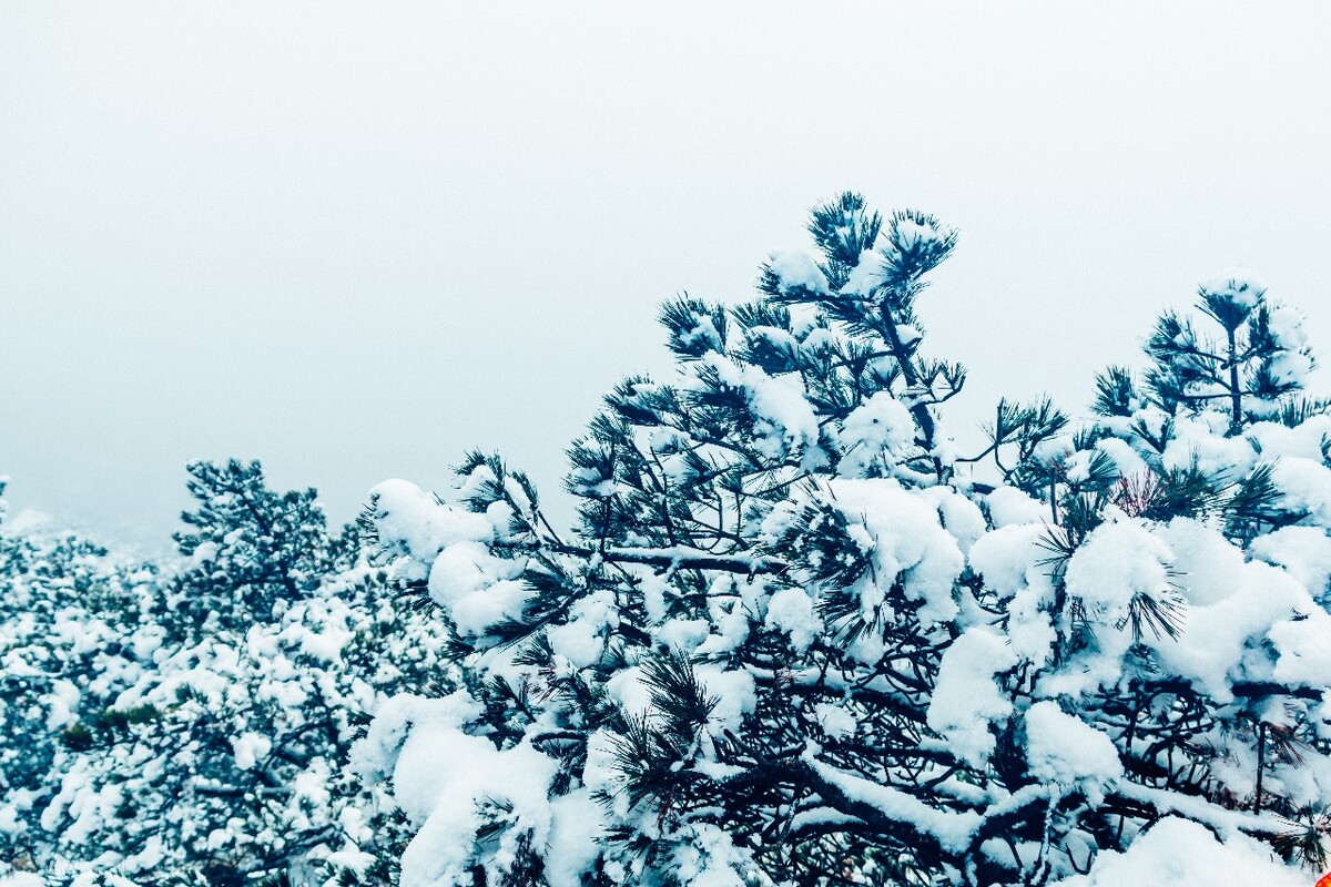 雪景 大自然 自然 风光 黄山雪景 摄影 银妆素裹 千里冰封 万里雪飘 旅游 树枝上的雪 森林雪景