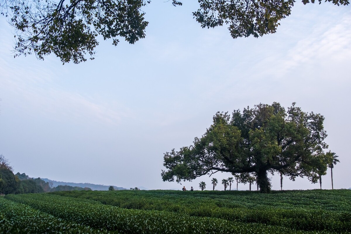茶园风光 自然风光 茶树 茶园 龙井茶园 杭州 龙井茶园 自然 云彩 网红茶树 椰子树 摄影