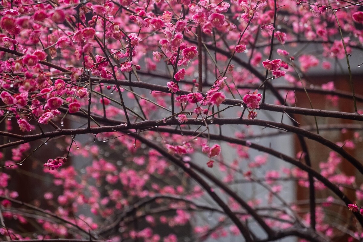 梅花 红梅 花 植物 树 花卉 花儿 盛开的梅花 梅 寒梅 摄影 图片 素材 Red plum 观梅 赏梅 梅林 梅花盛开 雨中红梅 雨中梅花