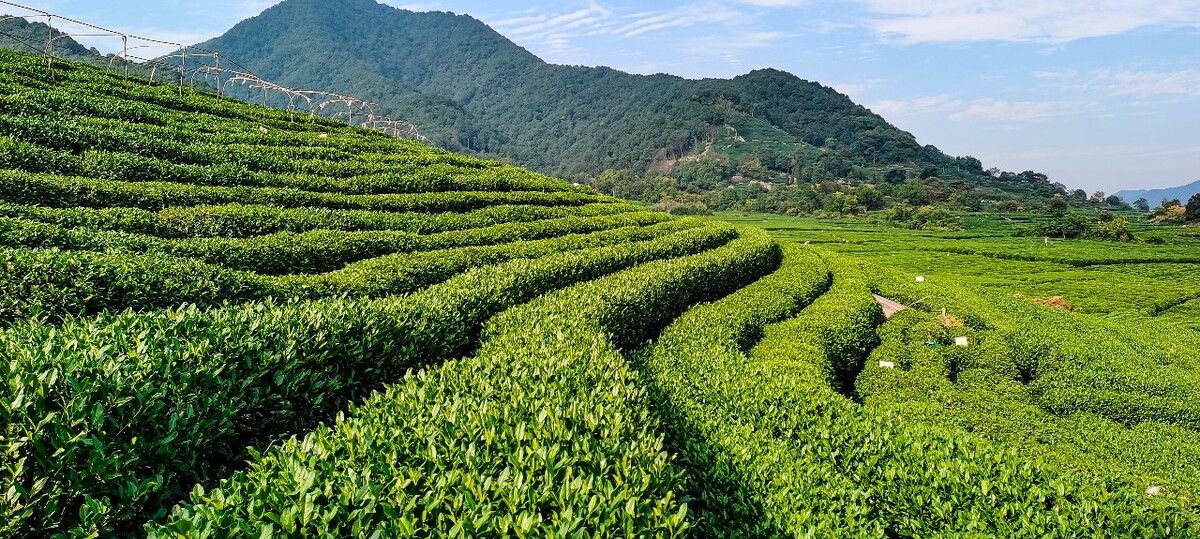 茶园 茶叶 茶村 龙坞 茶山 茶镇 龙坞茶山 杭州龙坞茶园 杭州龙坞茶村 杭州龙坞茶山