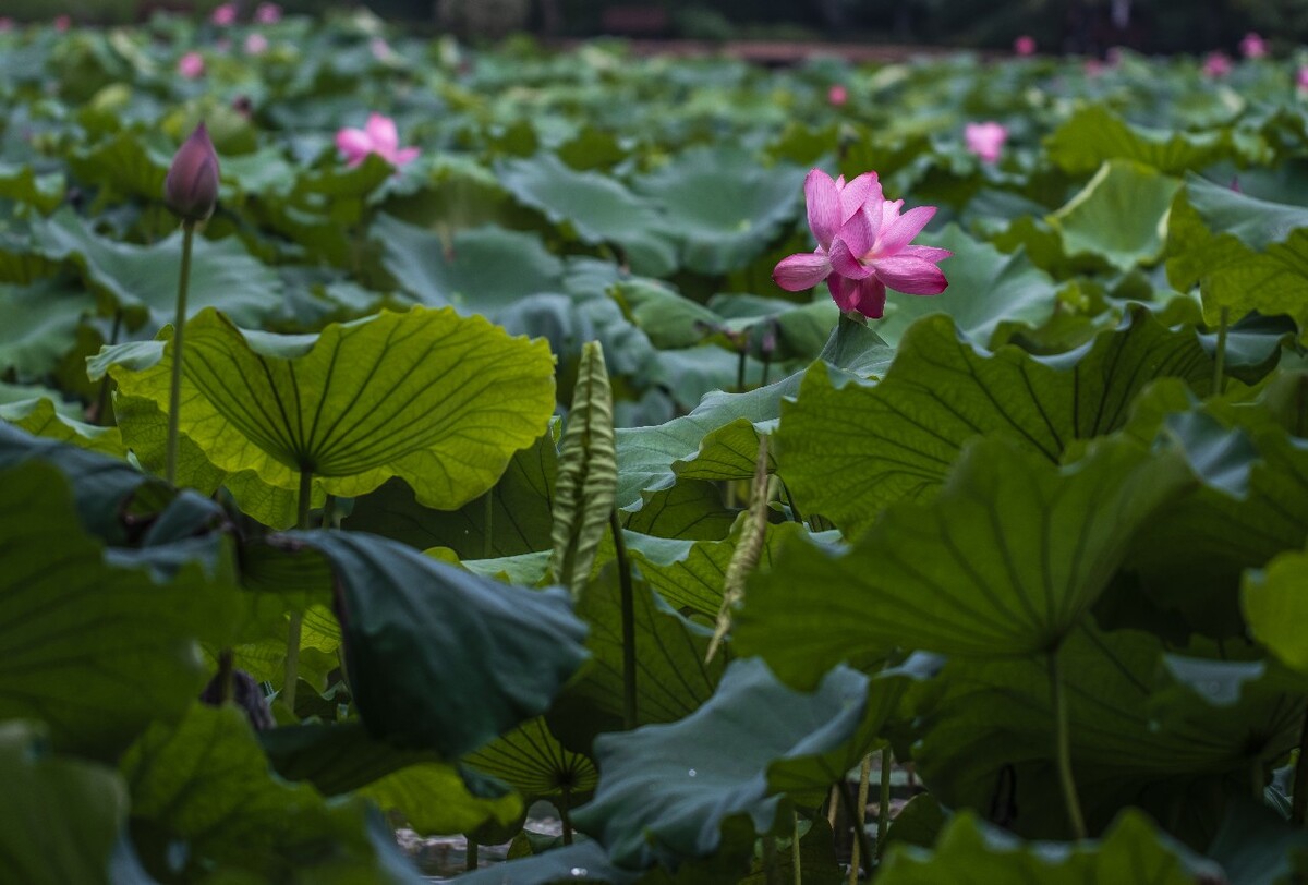 荷叶 荷塘 荷 植物 叶子 莲花 水芙蓉 莲花 水芙蓉 藕花 芙蕖 水芝 水华 泽芝 中国莲 摄影 特写 自然 风光