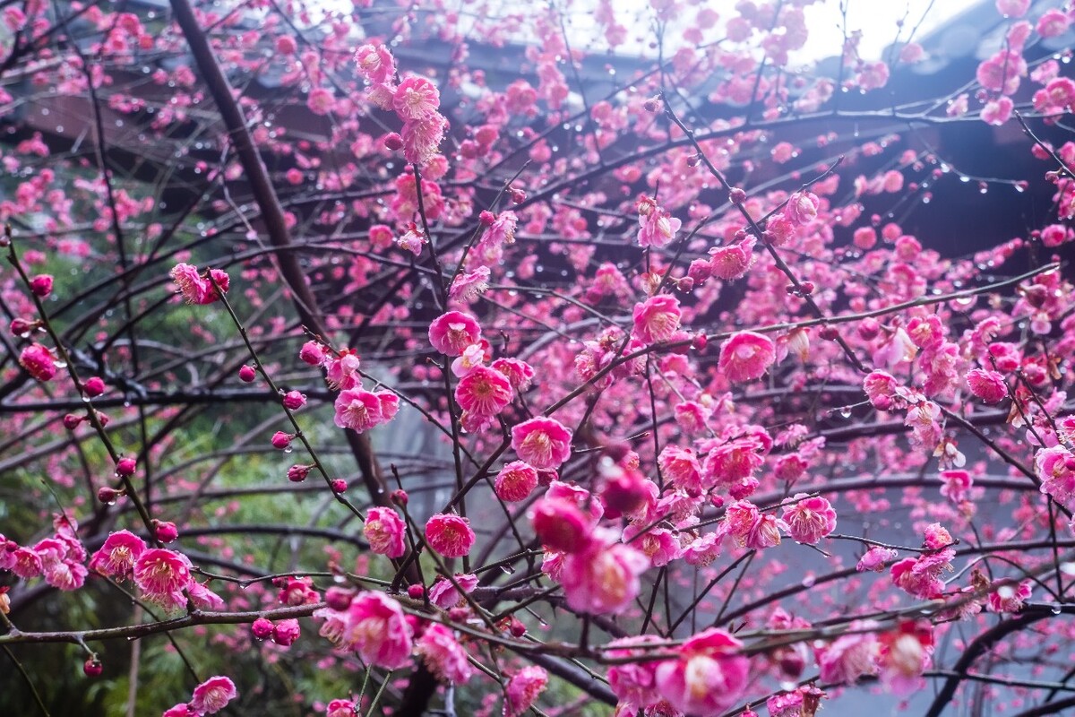 雨中梅 梅花 植物 花卉 花草 寒梅 红梅 雨中红梅 自然 风光 图片 素材 特写 梅花特写 Red plum