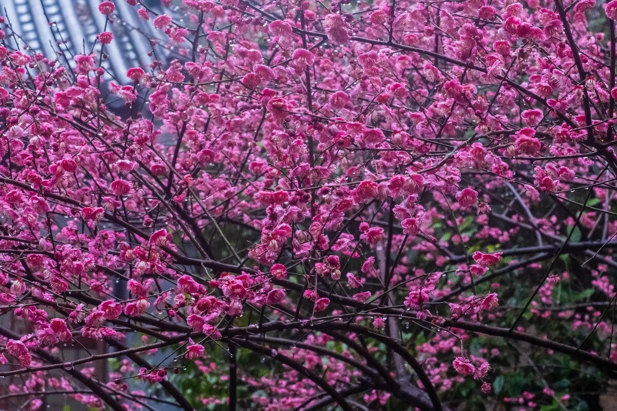 梅花 红梅 花 植物 树 花卉 花儿 盛开的梅花 梅 寒梅 摄影 图片 素材 Red plum 观梅 赏梅 梅林 梅花盛开 雨中红梅 雨中梅花