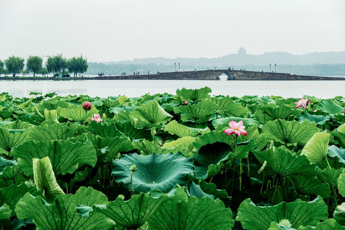 荷花 白堤 断桥 莲花 水芙蓉 藕花 芙蕖 水芝 水华 泽芝 中国莲 花苞 水旦草 芙蓉 水芙蓉 玉环 六月春 中国莲 六月花神 藕花 灵草 玉芝 水中芙蓉 水宫仙子 君子花 天仙花 红蕖 溪客 碧环鞭蓉 鞭蕖 金芙蓉 草芙蓉 静客 翠钱 红衣 宫莲 佛座须