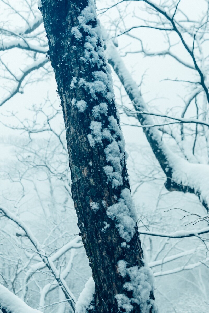 雪景 自然 风景 自然风光 大自然 黄山雪景 黄山风光 树枝上的雪 积雪 千里冰封 万里雪飘 银妆素裹