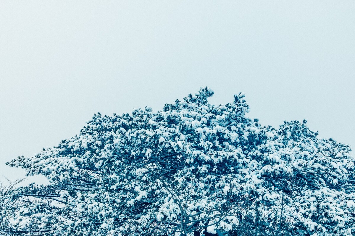 雪山 雪景 大自然 自然风光 银妆素裹 万里雪飘 黄山雪景 黄山 雪后的黄山 旅游 旅行 森林雪景
