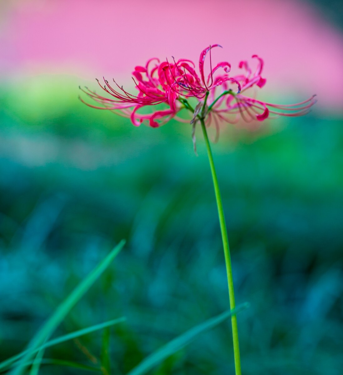 曼珠沙华 彼岸花 花花草草