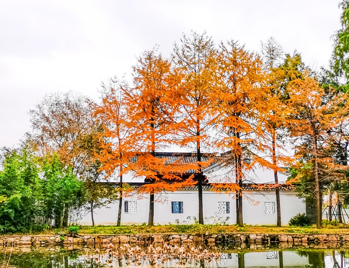 落叶松 黄花松 树 树木 树林 建筑 天平山  苏州  红松林 