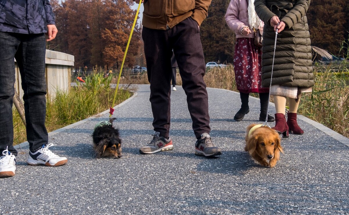 腊肠犬 金毛 狗狗 宠物 旺星人 摄影 特写 图片 宠物摄影 猎犬