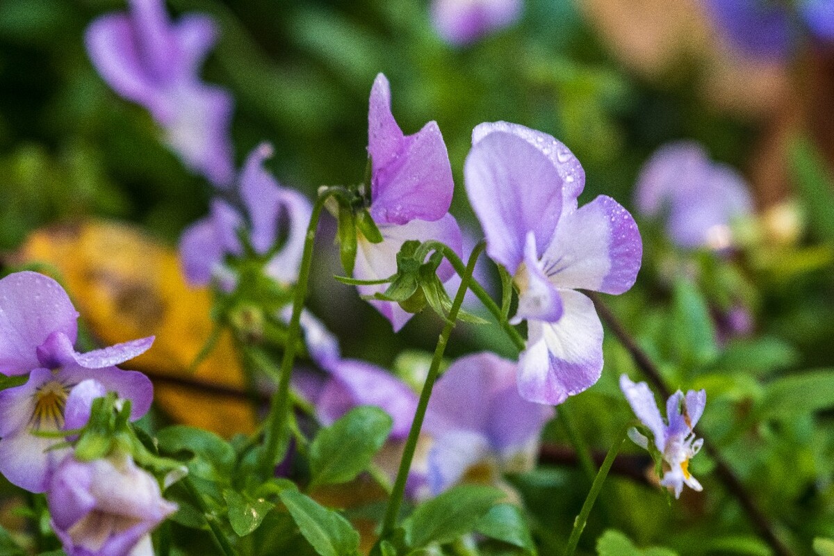 花儿 花卉 花草 自然 风景 风光 摄影 图片 素材 植物 小花 香堇菜