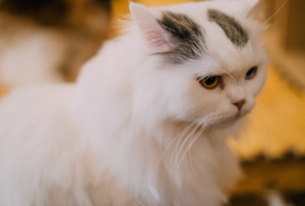 猫 猫科动物 动物 猫亚科 豹亚科 猫咪 家猫 野猫 喵星人 可爱的猫猫 英短 虎斑