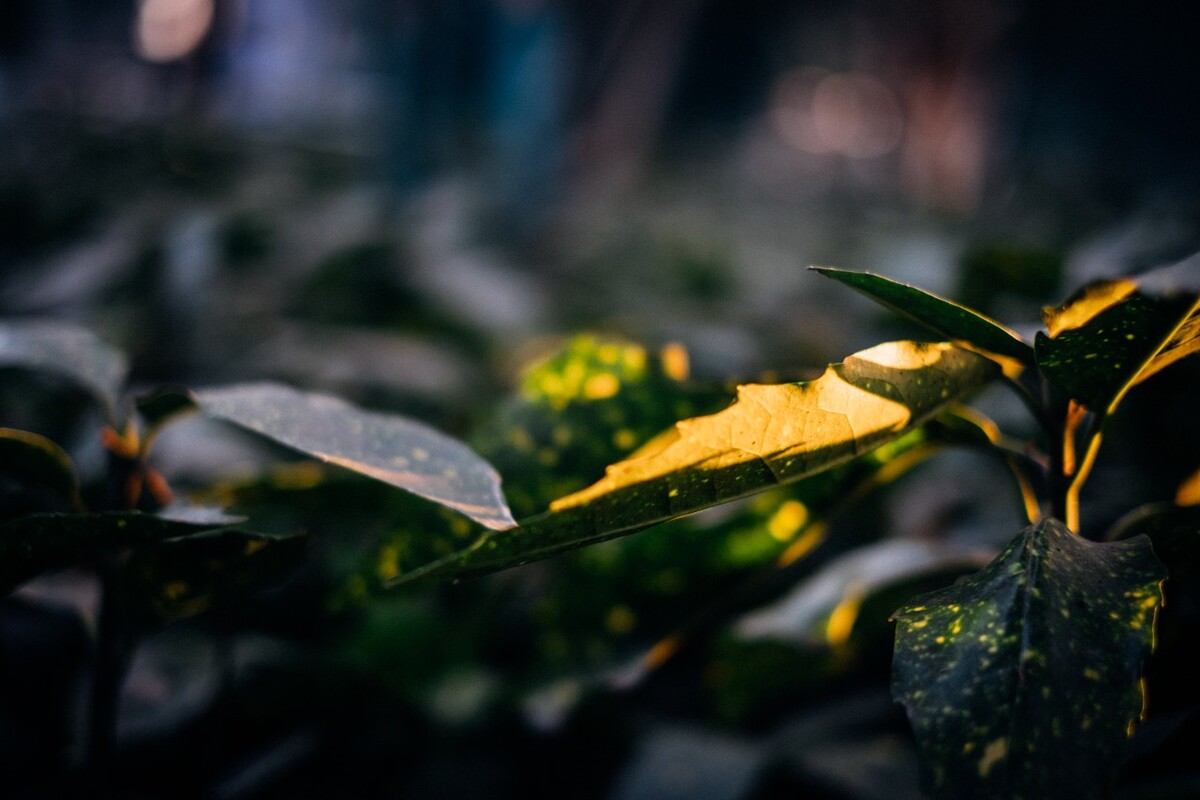 阳光 叶子 植物 生活 特写 光 树叶 一束光  图片 素材