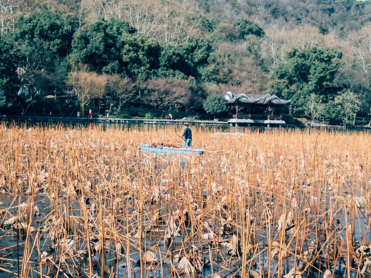 西湖美化人 环境保护人 西湖 枯荷 荷塘 风光 自然 风景 杭州西湖 清理人 人像 图片 素材