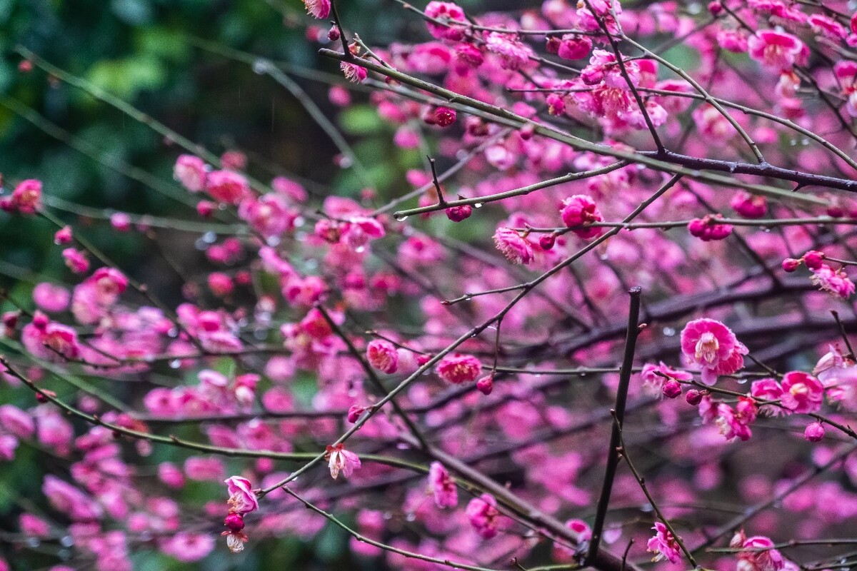 梅花 红梅 花 植物 树 花卉 花儿 盛开的梅花 梅 寒梅 摄影 图片 素材 Red plum 观梅 赏梅 梅林 梅花盛开 雨中红梅 雨中梅花