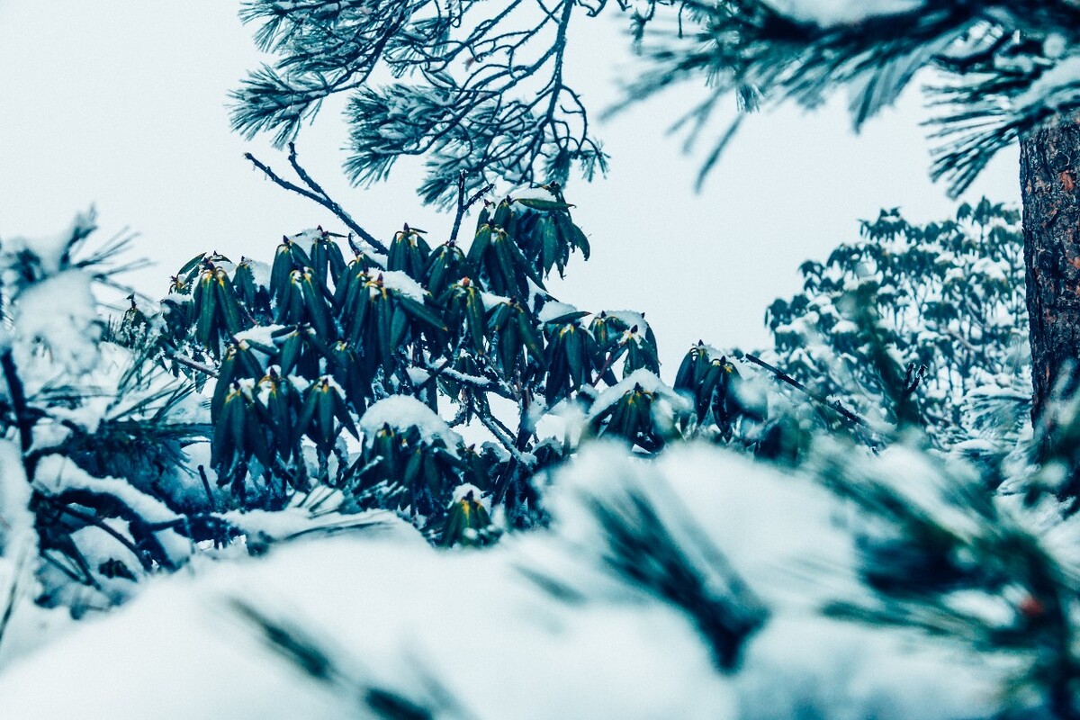 植物 雪景 大自然 自然 雪中的植物 白雪 黄山雪景 索道 黄山 森林雪景