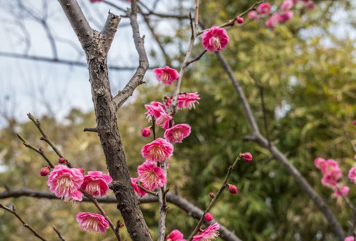 梅花 红梅 梅花盛开 寒梅傲骨 玉洁冰清 植物 开花 花朵