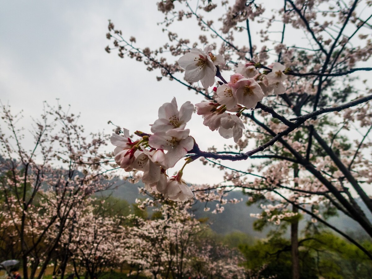 日本樱花 樱花 东京樱花 Cherry Tree 花儿 花卉 植物 太子湾樱花