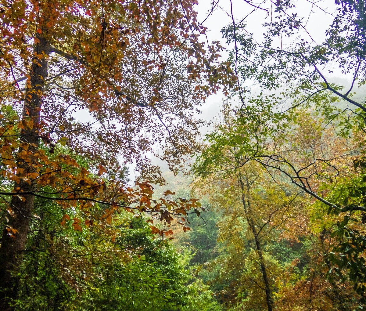 东平古道 风光 风景 自然 森林 树木 植物 山水 山峰 建筑 树木 森林