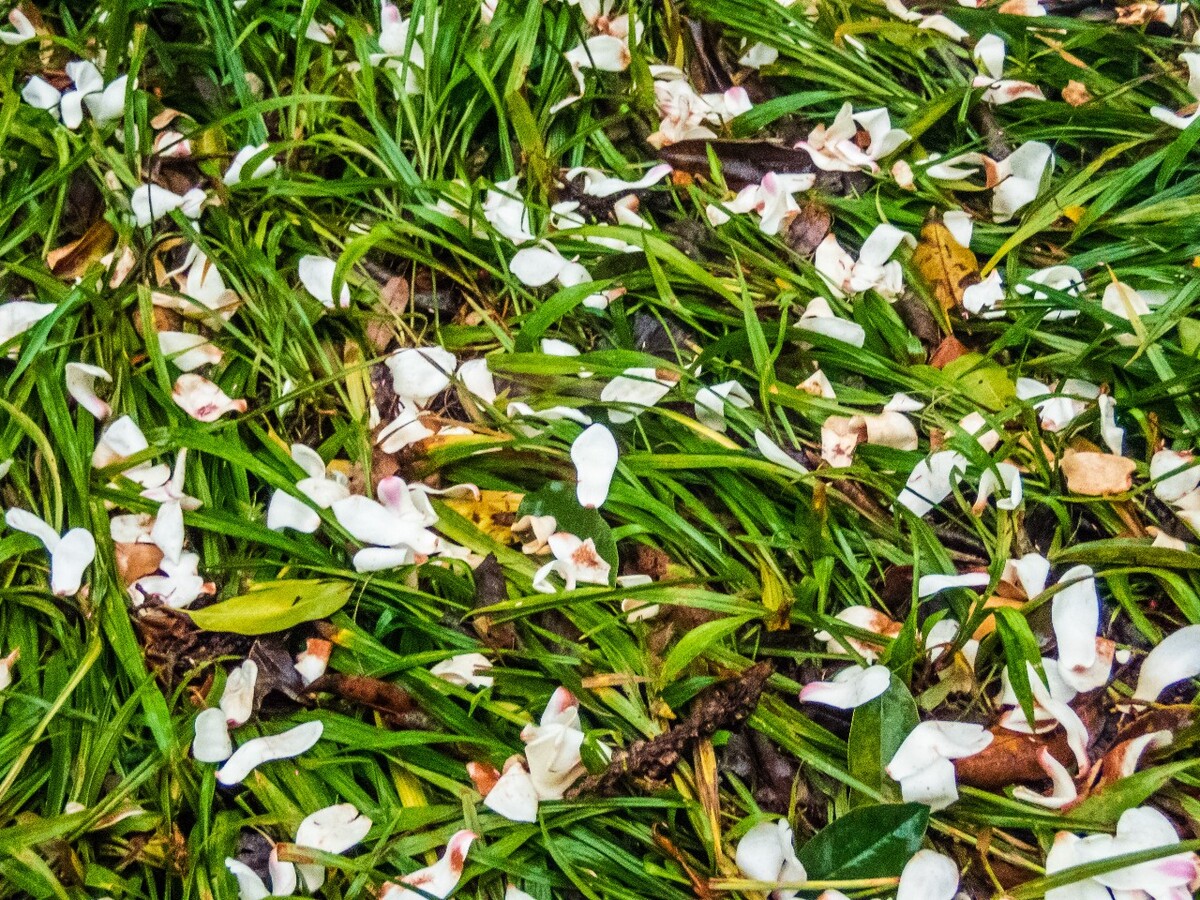 地上的玉兰花 植物 花卉 特写 花儿 花 玉兰花 玉兰 白玉兰 木兰 玉兰花 迎春花 望春 应春花 玉堂春 辛夷花