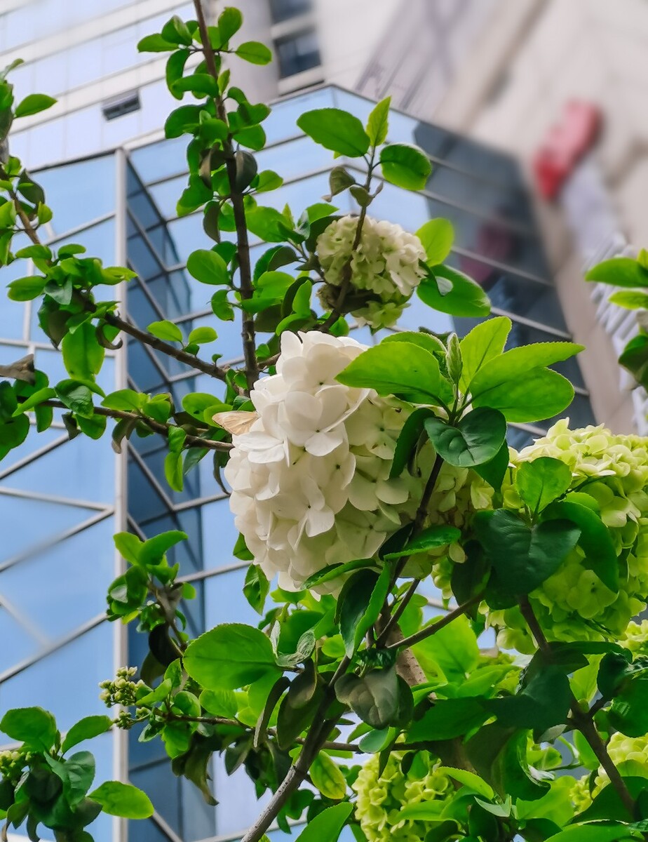 八仙花 粉团花 草绣球 紫绣球 紫阳花 绣球 大八仙花 花朵