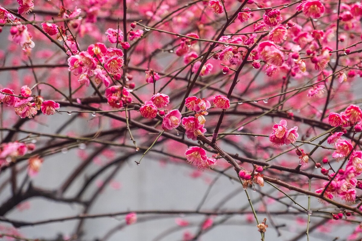雨中梅 梅花 植物 花卉 花草 寒梅 红梅 雨中红梅 自然 风光 图片 素材 特写 梅花特写 Red plum