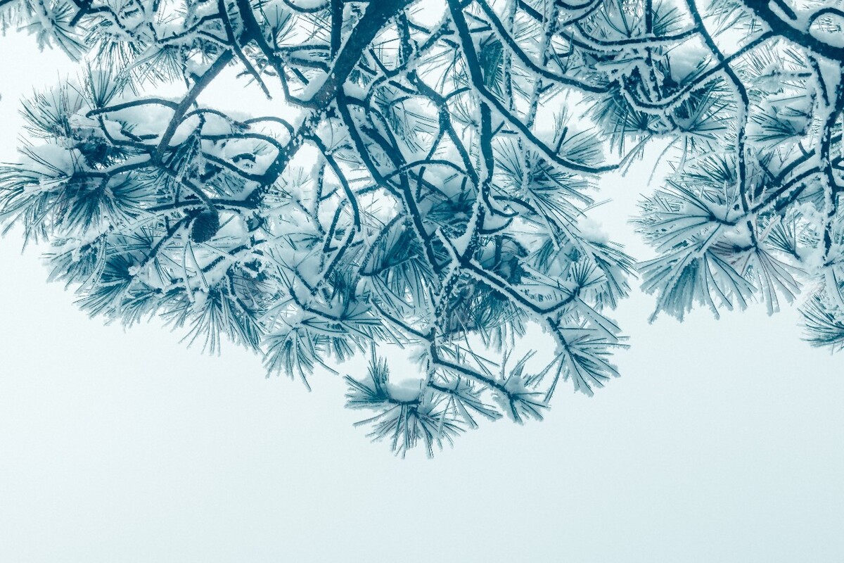 雪景 自然 风景 自然风光 大自然 黄山雪景 黄山风光 树枝上的雪 积雪 千里冰封 万里雪飘 银妆素裹