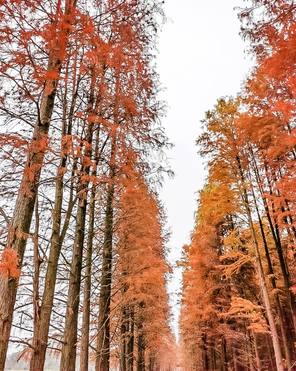 水衫 手机 青山湖水衫 摄影 图片 素材 树林 树木 森林