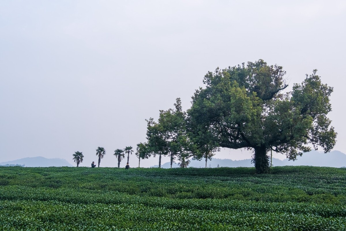 茶园风光 自然风光 茶树 茶园 龙井茶园 杭州 龙井茶园 自然 云彩 网红茶树 椰子树 摄影