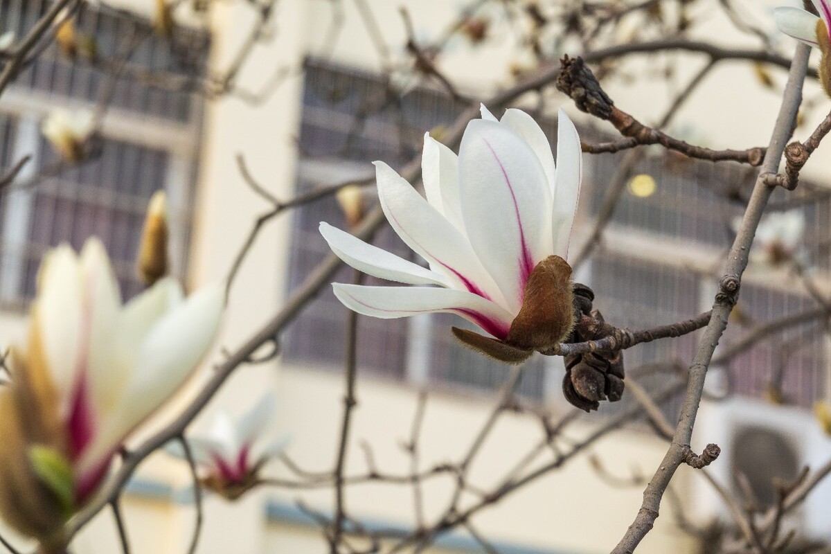白玉兰 木兰 玉兰花 迎春花 望春 应春花 玉堂春 辛夷花 玉兰