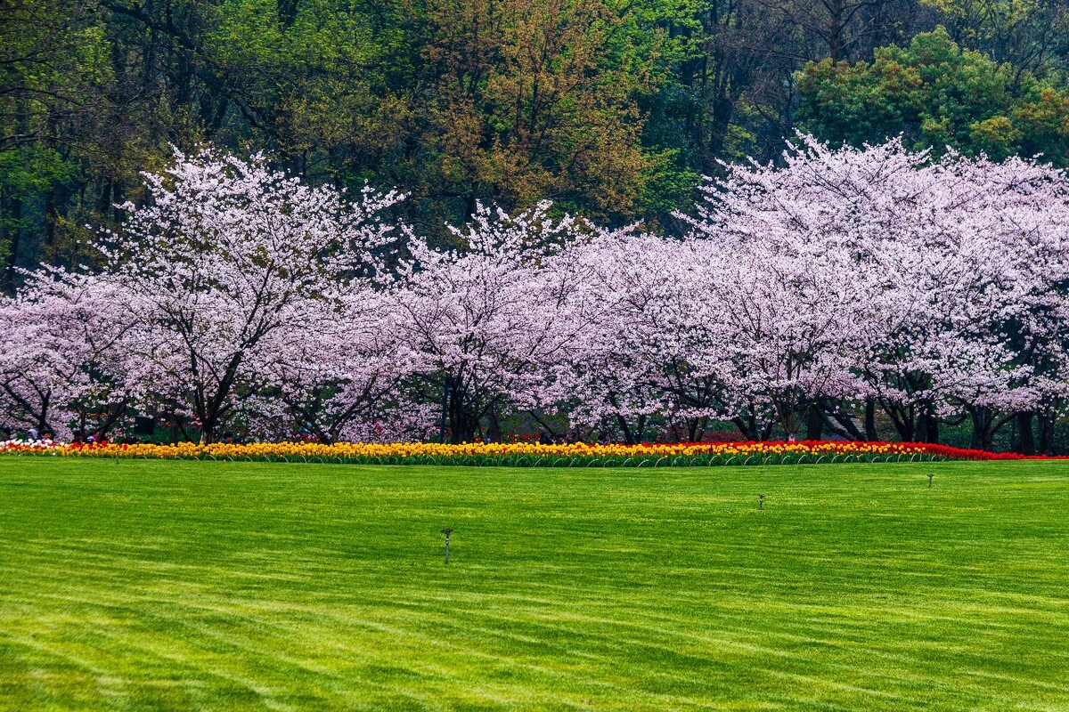 樱花 东京樱花 日本樱花 Cherry Tree 花卉 花儿 植物 花朵 特写 自然 风光 风景 草地 草坪 绿色的草地