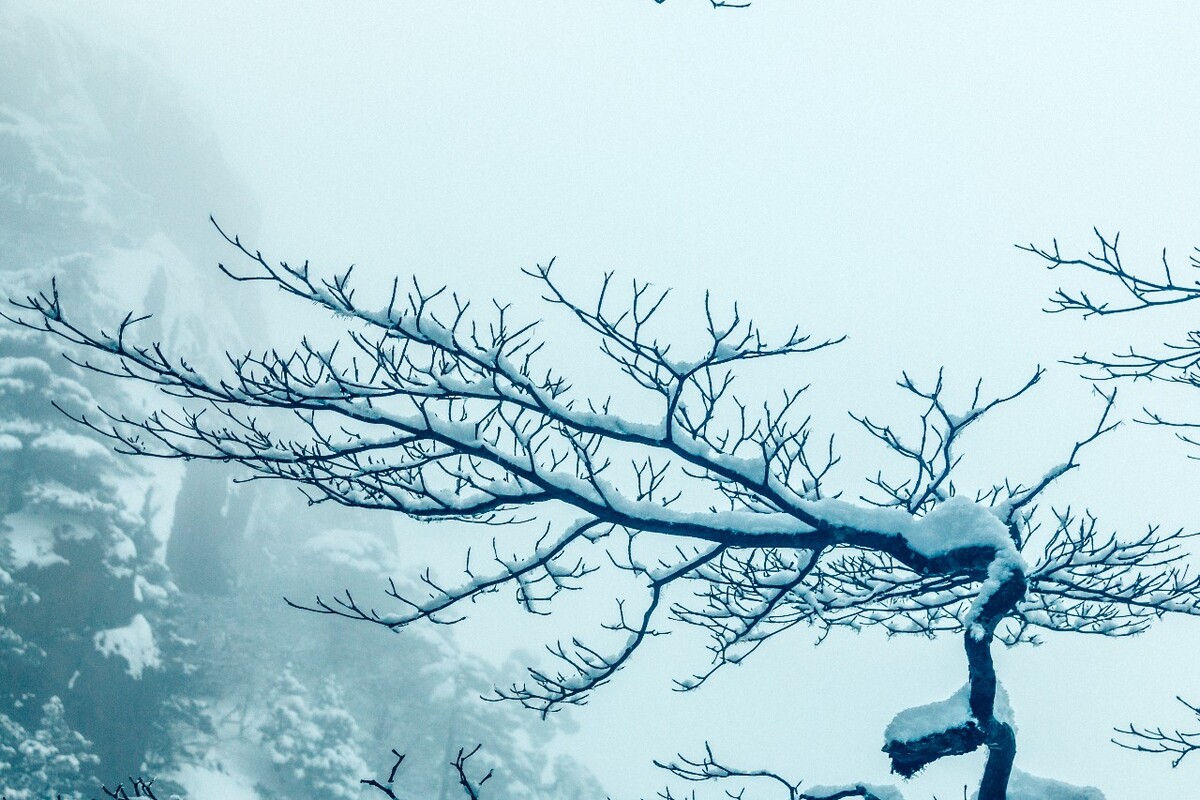 雪景 大自然 自然 风光 黄山雪景 摄影 银妆素裹 千里冰封 万里雪飘 旅游 树枝上的雪 森林雪景
