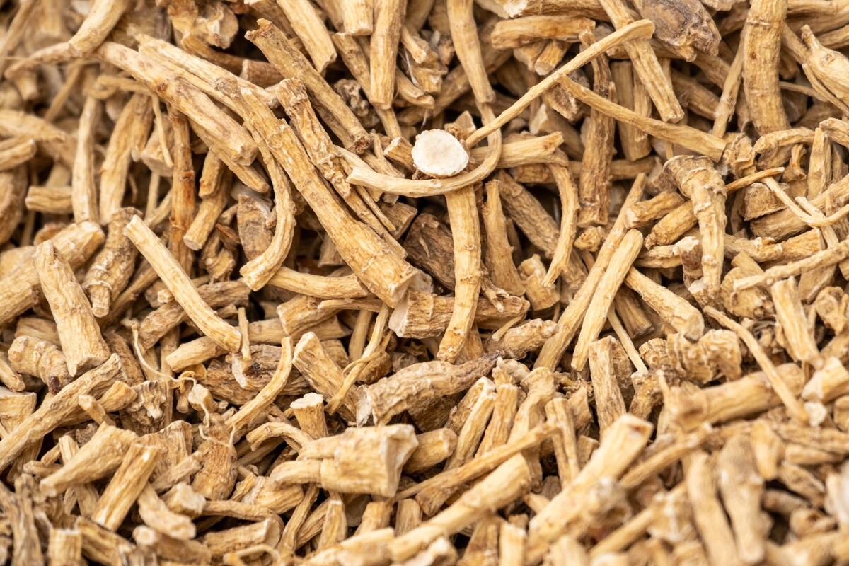 西洋参丁 西洋参  五加科 人参属 多年生草本植物 西洋人参 洋参 美国人参 花旗参 广东参  特写 摄影 素材