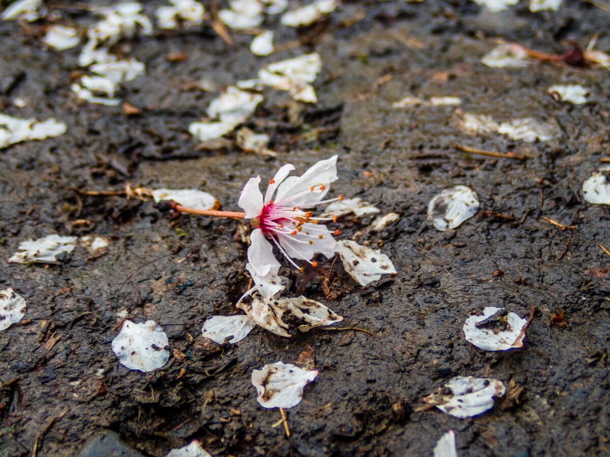 日本樱花 樱花 东京樱花 Cherry Tree 花儿 花卉 植物 太子湾樱花