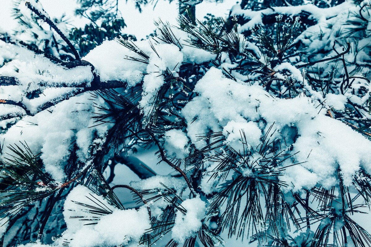 雪景 大自然 自然 风光 黄山雪景 摄影 银妆素裹 千里冰封 万里雪飘 旅游 树枝上的雪 森林雪景