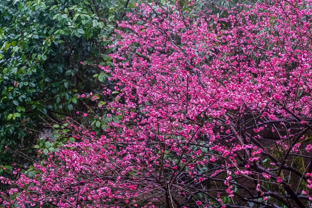 雨中梅 梅花 植物 花卉 花草 寒梅 红梅 雨中红梅 自然 风光 图片 素材 特写 梅花特写